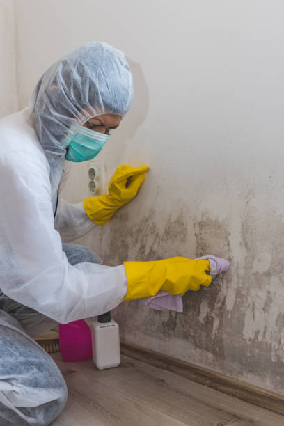 Best Basement Mold Removal  in Evergreen, CO