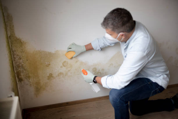 Best Mold Odor Removal Services  in Evergreen, CO