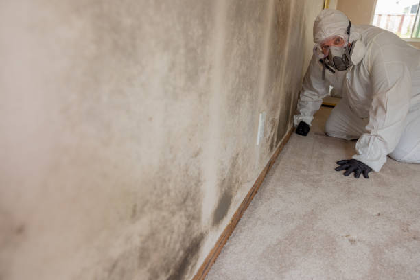 Best Environmental Consulting for Mold Prevention  in Evergreen, CO